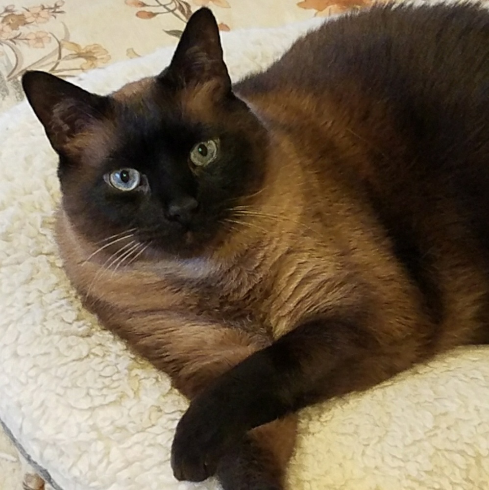 Meet your Posher, Suzette